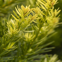 Huber's Tawny Gold Spreading Yew, Taxus x media 'Huber's Tawny Gold'