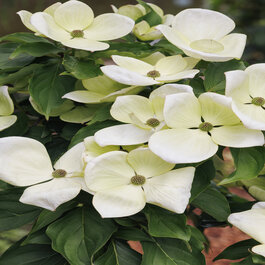 apoteka - coffee & plants Coffee Plant main image 1
