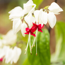 Variegated Bleeding Heart Vine, Clerodendrum x thompsoniae 'Variegata'