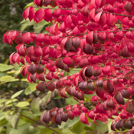 Dwarf Burning Bush, Euonymus alatus 'Compactus', Monrovia Plant