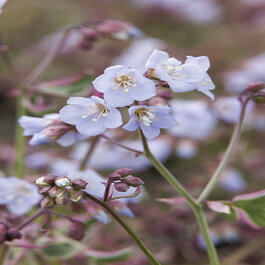 Stairway To Heaven Jacob's Ladder, Polemonium reptans 'Stairway to