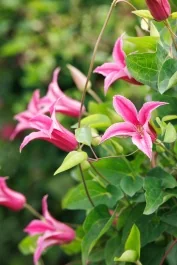 Princess Diana Clematis, Clematis texensis 'Princess Diana