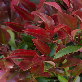 Red Dynamo Photinia, Photinia glabra 'Parsur' PP #19,390, Monrovia Plant