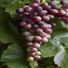 grape 41550_vitis_hybrid_ifg_twenty-