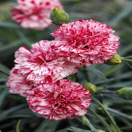 Devon Cottage™ Pinball Wizard Dianthus, Monrovia Plant