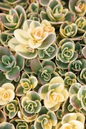 SunSparkler® Lime Twister Sedum, Sedum hybrid 'Lime Twister' PP