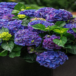 42330-hydrangea-macrophylla-
