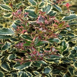 Variegated English Holly, Ilex aquifolium 'Argentea Marginata'