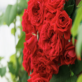 ୨୧˙˳⋆薔薇紅୨୧˙˳⋆ Red Leonardo da Vinci French Florist Climbing Rose Bush For Sale