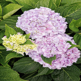 hydrangea アキレギア ヨーヨー hydrangea アキレギア ヨーヨー