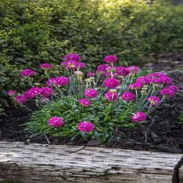 Dreameria® Dream Weaver Thrift, Monrovia Plant