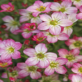 Touran™ Pink Saxifrage, Saxifraga x arendsii, Monrovia Plant