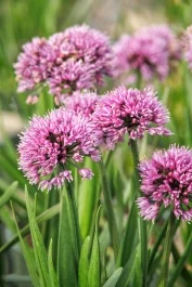 Windy City Ornamental Onion, Allium hybrid 'Windy City' PP #28,100