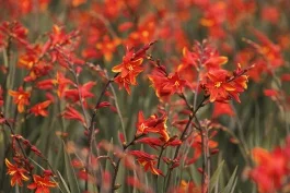 44028_crocosmia_ghf01_2492.webp