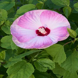 Honeymoon™ Light Rose Hibiscus, Hibiscus moscheutos, Monrovia Plant