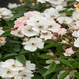 Honey Blush™ Rose, Rosa 'RUIRPP203A' PPAF, Monrovia Plant