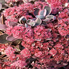 Sunsparkler® Dream Dazzler Sedum, Sedum rupestre 'Dream Dazzler'