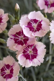 Scent From Heaven Angel Of Peace Dianthus Monrovia Plant scent-from-heaven-angel-of-peace-dianthus-monrovia-plant