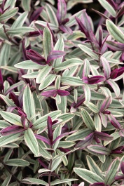 Surf™ Break Hebe, Hebe speciosa 'HebAnn03', Monrovia Plant