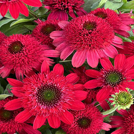 44826_echinacea_sunny_days_rub