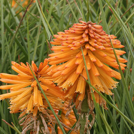Poco™ Orange Hot Poker, Kniphofia Hybrid 'Poco Orange' PP #27,677
