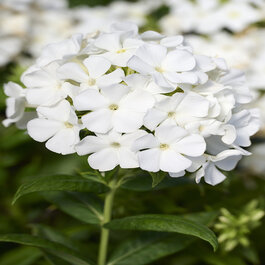 【HEROCROSS】正規品 バズ・ライトイヤー HMF#092 パールホワイト Flame® Pro White Garden Phlox, Phlox 'Pro White', Monrovia Plant