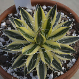 Royal Flush Agave, Agave schidigera 'Royal Flush' PP #61,138