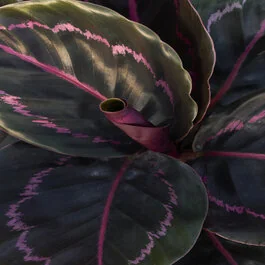 Dottie Rose Painted Prayer Plant, Calathea roseopicta 'Dottie'