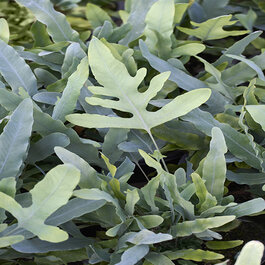 Blue Star Fern, Phlebodium aureum, Monrovia Plant