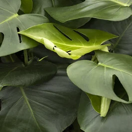 Dwarf Swiss Cheese Plant, Monstera deliciosa 'Tauerii', Monrovia Plant