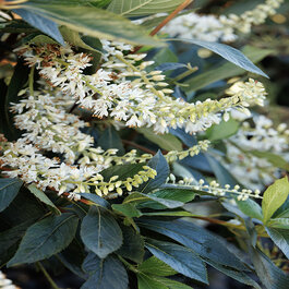 Clethra Summer Sparkler