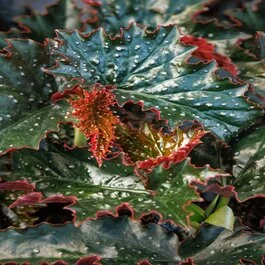 Ninetta™ Begonia, Begonia 'Monhrbt', Monrovia Plant