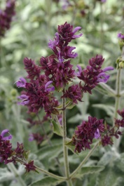 Lancelot Canary Island Sage, Salvia canariensis 'Lancelot