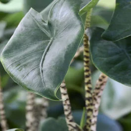 Zebrina Elephant Ear, Alocasia zebrina, Monrovia Plant