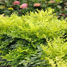 Limeade® Heavenly Bamboo, Nandina domestica 'GS 02-21' PPAF