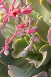 echeveria washed coach JKT サイズ2 echeveria washed coach JKT サイズ2 C/N washed coach JKT