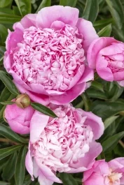 4621_paeonia_hybrid_lady_orchi