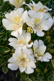 46381_alst_clrt_claressa_white