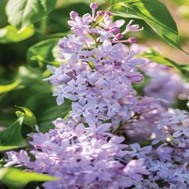 New Age™ Lavender Lilac, Syringa vulgaris 'G13099' PP #32,623