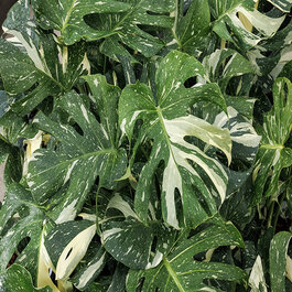 Thai Constellation Monstera, Monstera deliciosa 'Thai Constellation'
