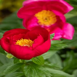 Garden Candy™ Candy Apple Itoh Peony, Monrovia Plant