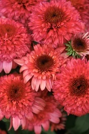Double Scoop™ Raspberry Deluxe Coneflower, Echinacea x 'Balscrasux