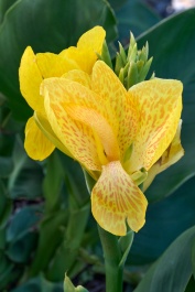 South Pacific Yellow Canna Lily, Canna x 'South Pacific Yellow'