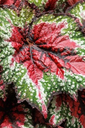 47333_begonia_rex-cultorum_st.