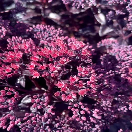 47363_sedum-nova-cherry-fizz-