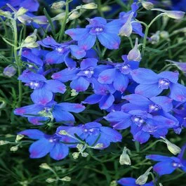 ■The Nymph  ～Blue Dun～（ザ ニンフ ブルーダン）　27年 Hunky Dory™ Blue Delphinium, Delphinium grandiflorum, Monrovia Plant