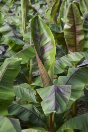 48183_musa_sikkimensis_ever_re