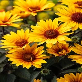 Punto Rosso Oxeye Sunflower, Monrovia Plant