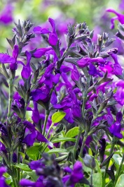 48518_salvia_visonal_purple_59