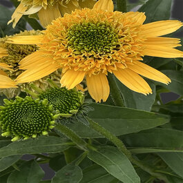 SunMagic Vintage Double Yellow Coneflower, Monrovia Plant